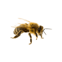 Organic Bee Farm | Μελισσοκομικά Προϊόντα | Πάτρα | Λογότυπο