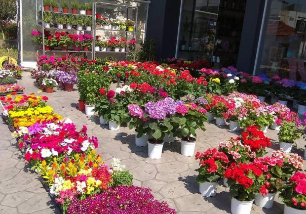 Ανθοsynthesis Λουλούδια