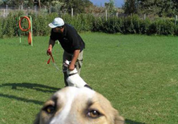 Action Dog | Εκπαίδευση Σκύλων στην Πάτρα, Εκπαίδευση Σκύλου 01