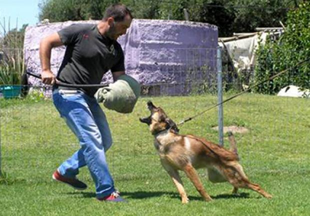 Action Dog | Εκπαίδευση Σκύλων στην Πάτρα, Εκπαίδευση Σκύλου 02