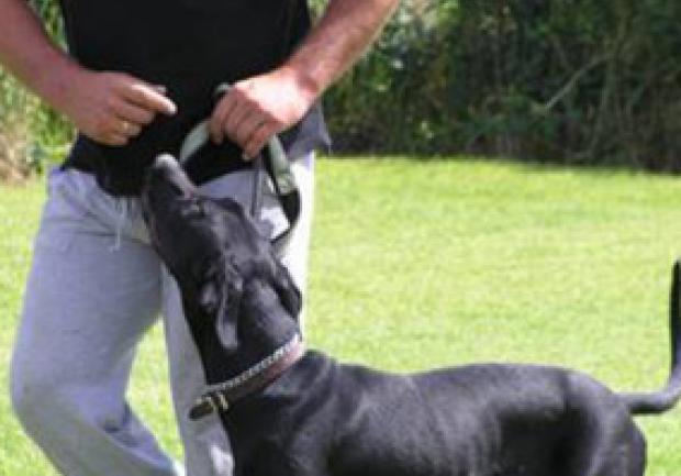 Action Dog | Εκπαίδευση Σκύλων στην Πάτρα, Εκπαίδευση Σκύλου 03