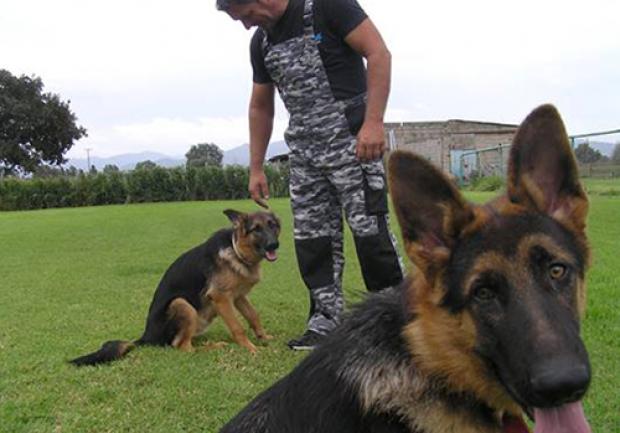 Action Dog | Εκπαίδευση Σκύλων στην Πάτρα, Εκπαίδευση Σκύλου 04