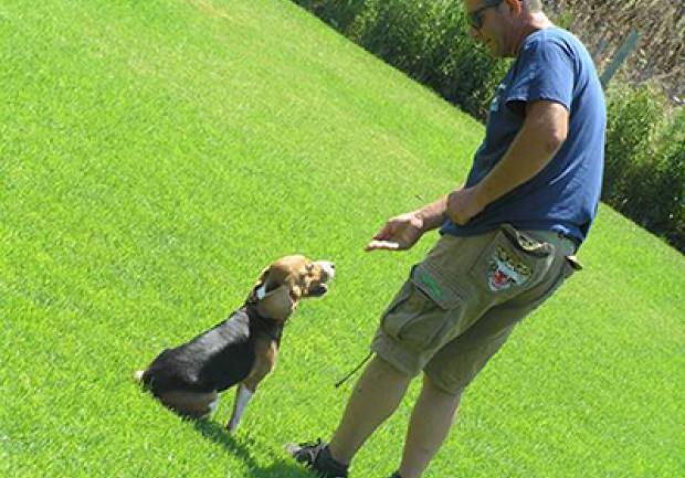 Action Dog | Εκπαίδευση Σκύλων στην Πάτρα, Εκπαίδευση Σκύλου 05