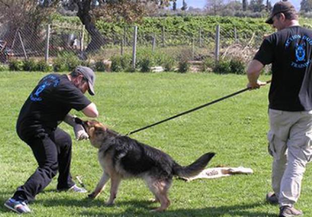 Action Dog | Εκπαίδευση Σκύλων στην Πάτρα, Εκπαίδευση Σκύλου 06
