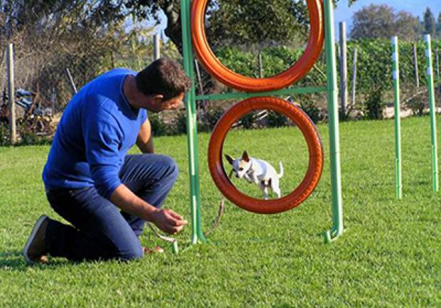 Action Dog | Εκπαίδευση Σκύλων στην Πάτρα, Εκπαίδευση Σκύλου 12