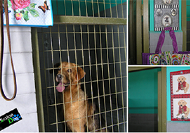 Action Dog | Εκπαίδευση Σκύλων στην Πάτρα, Φύλαξη Σκύλου