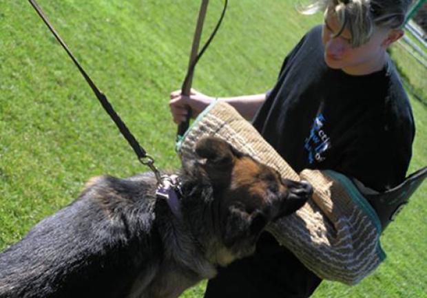 Action Dog | Φύλαξη Κατοικίδιων Ζώων στην Πάτρα, Εκπαίδευση Σκύλου 10