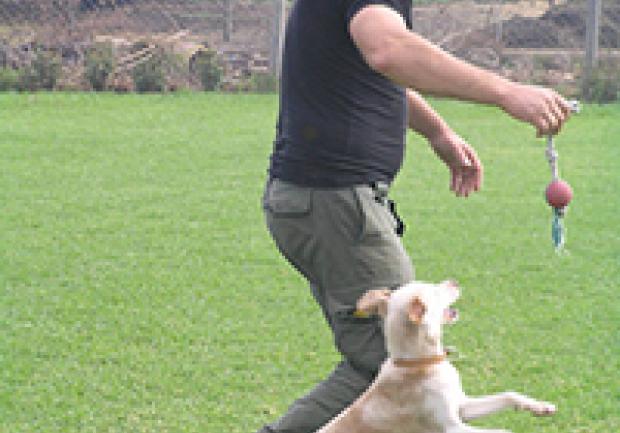 Action Dog | Φύλαξη Κατοικίδιων Ζώων στην Πάτρα, Εκπαίδευση Σκύλου 11