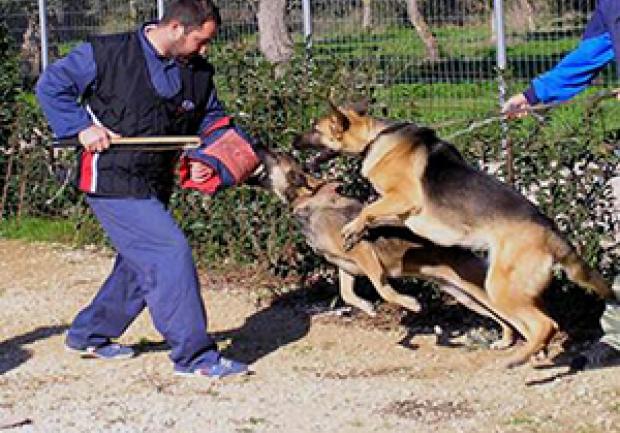 Action Dog | Φύλαξη Κατοικίδιων Ζώων στην Πάτρα, Εκπαίδευση Σκύλου 13