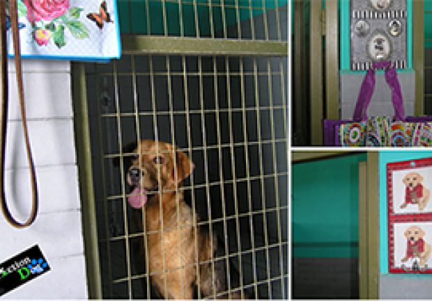 Action Dog | Φύλαξη Κατοικίδιων Ζώων στην Πάτρα, Φύλαξη Σκύλου