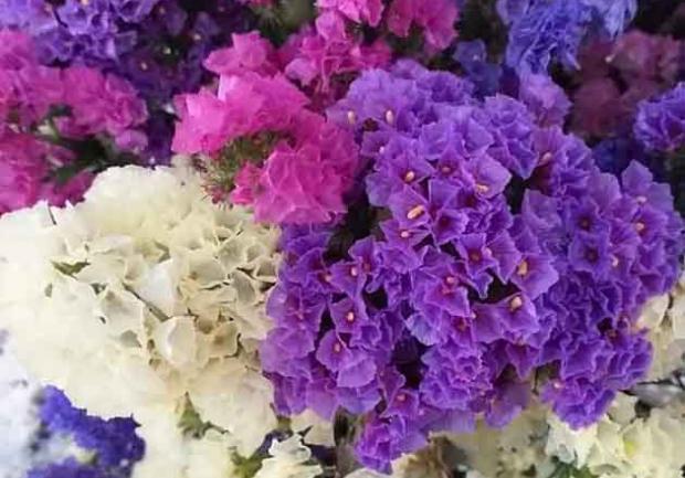 Δωρόδι | Άνθη - Φυτά στην Πάτρα, λουλούδια 1