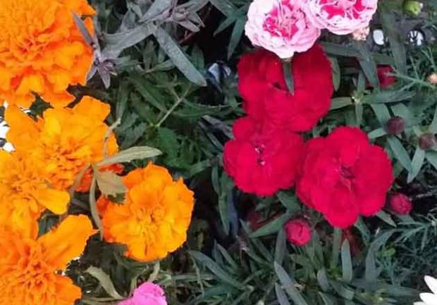 Δωρόδι | Άνθη - Φυτά στην Πάτρα, λουλούδια 2