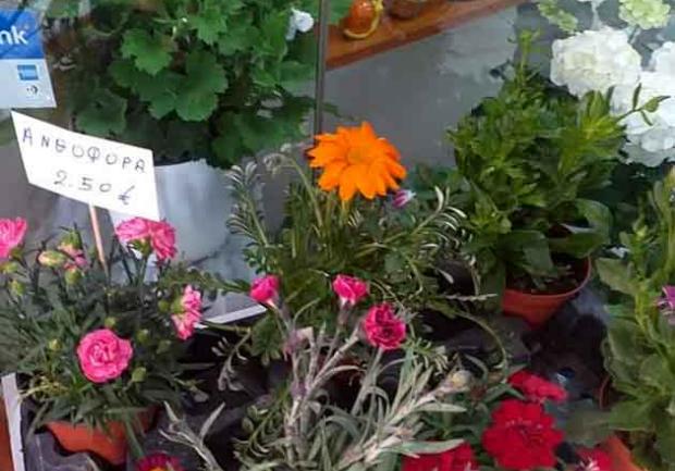 Δωρόδι | Άνθη - Φυτά στην Πάτρα, λουλούδια 3