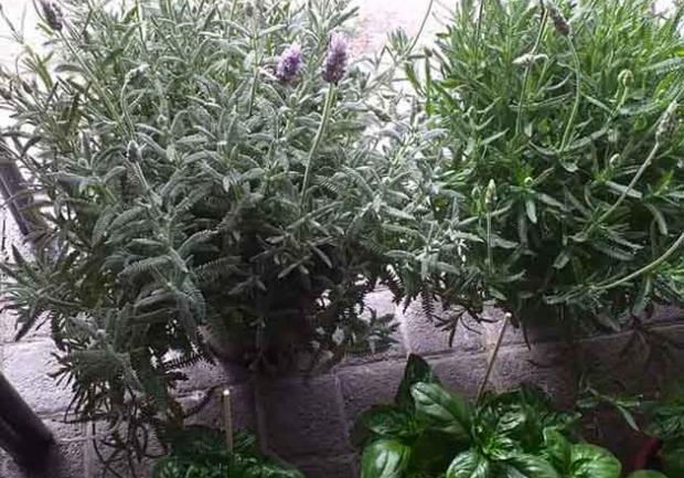 Δωρόδι | Άνθη - Φυτά στην Πάτρα, λουλούδια 4