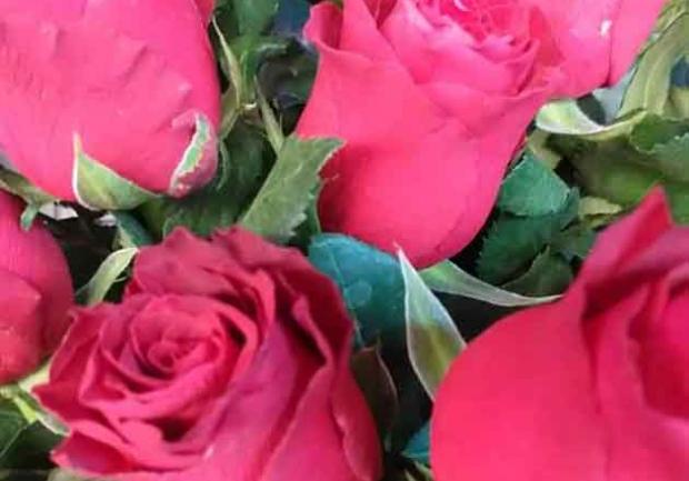 Δωρόδι | Άνθη - Φυτά στην Πάτρα, λουλούδια 5