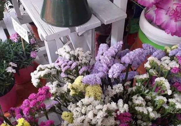 Δωρόδι | Άνθη - Φυτά στην Πάτρα, λουλούδια 6