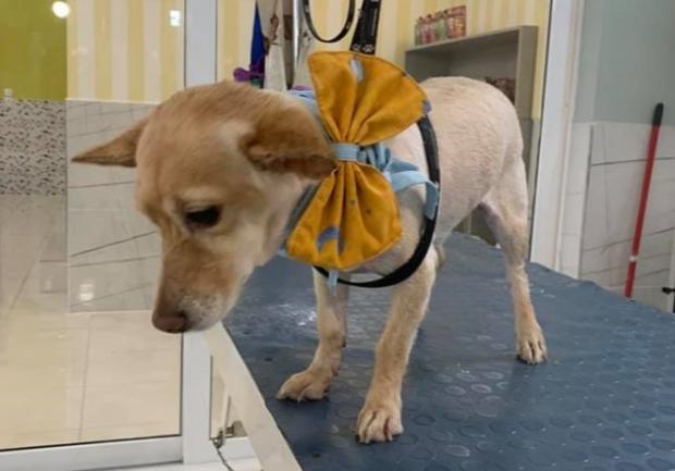 Νάκου Γκέλυ | Κτηνιατρείο στην Πάτρα, καλλωπισμός σκύλου 4