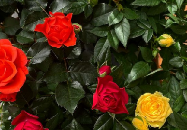 Plants - Objects - Art | Ανθοπωλείο | Πάτρα 1