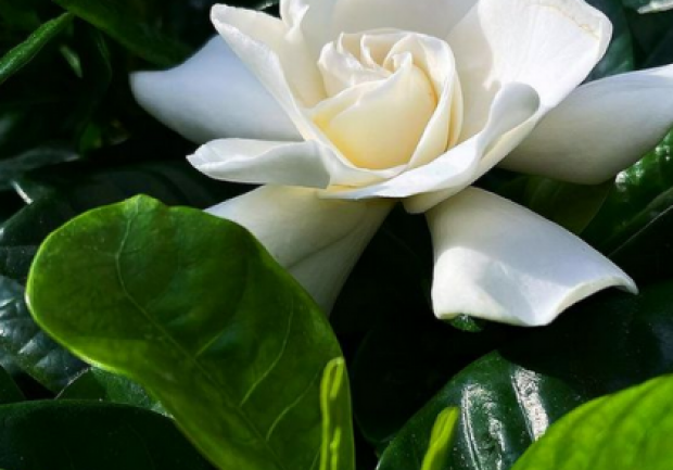 Plants - Objects - Art | Ανθοπωλείο | Πάτρα 2