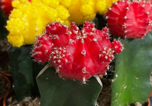 Plants - Objects - Art | Ανθοπωλείο | Πάτρα 3