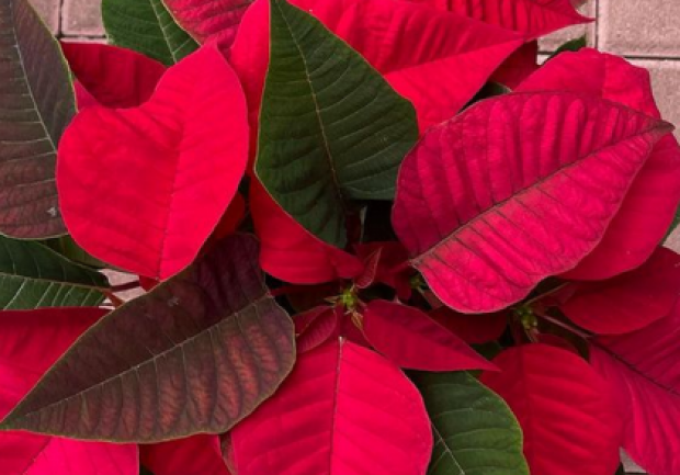 Plants - Objects - Art | Ανθοπωλείο | Πάτρα 4