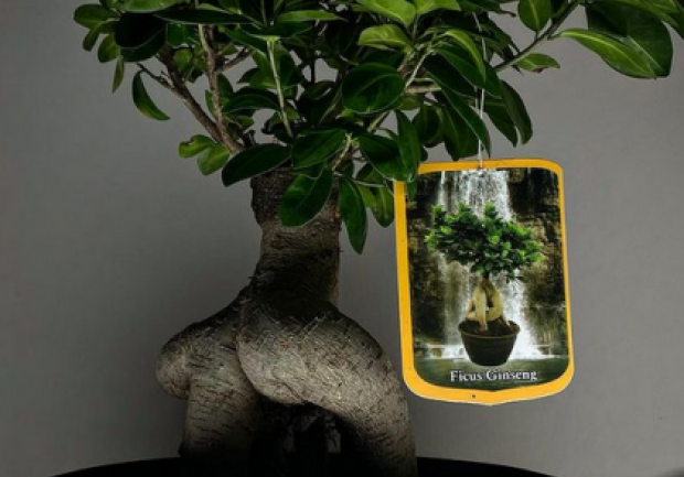 Plants - Objects - Art | Ανθοπωλείο | Πάτρα 5