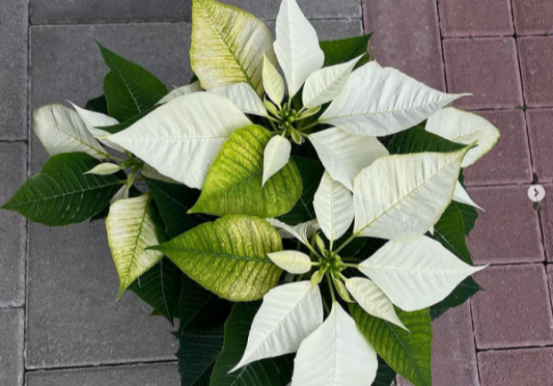 Plants - Objects - Art | Ανθοπωλείο | Πάτρα 6