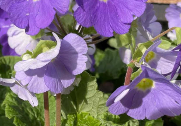 Plants - Objects - Art | Ανθοπωλείο | Πάτρα 8