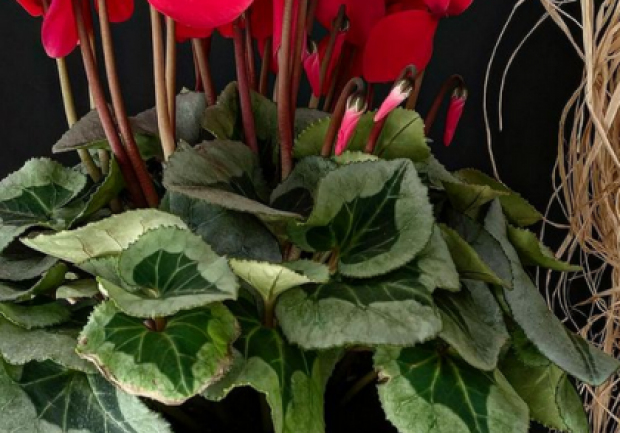 Plants - Objects - Art | Ανθοπωλείο | Πάτρα 9