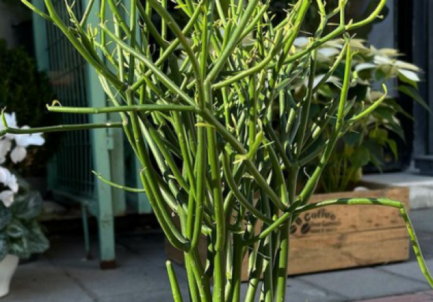 Plants - Objects - Art | Ανθοπωλείο | Πάτρα 10